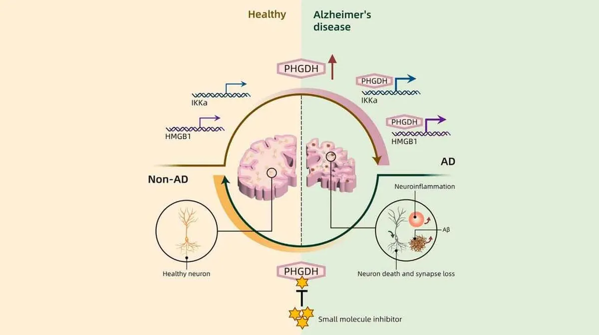Skemaatiline joonis, mis võrdleb tervet aju ja Alzheimeri tõvega (AD) aju. Vasakul poolel on terven neuron, märgitud 'Non-AD', ja paremal poolel on degeneratsiooniga neuron, märgitud 'AD'. Tervel aju poolel kujutatakse PHGDH ja IKKα, haiglasel poolel on näidatud PHGDH ja HMGB1. Alumises osas on näidatud väikese molekuli inhibiitor, mis mõjutab PHGDH-d. Pildil on ka neuroinflammatsiooni ja neuroni surma kirjeldused.