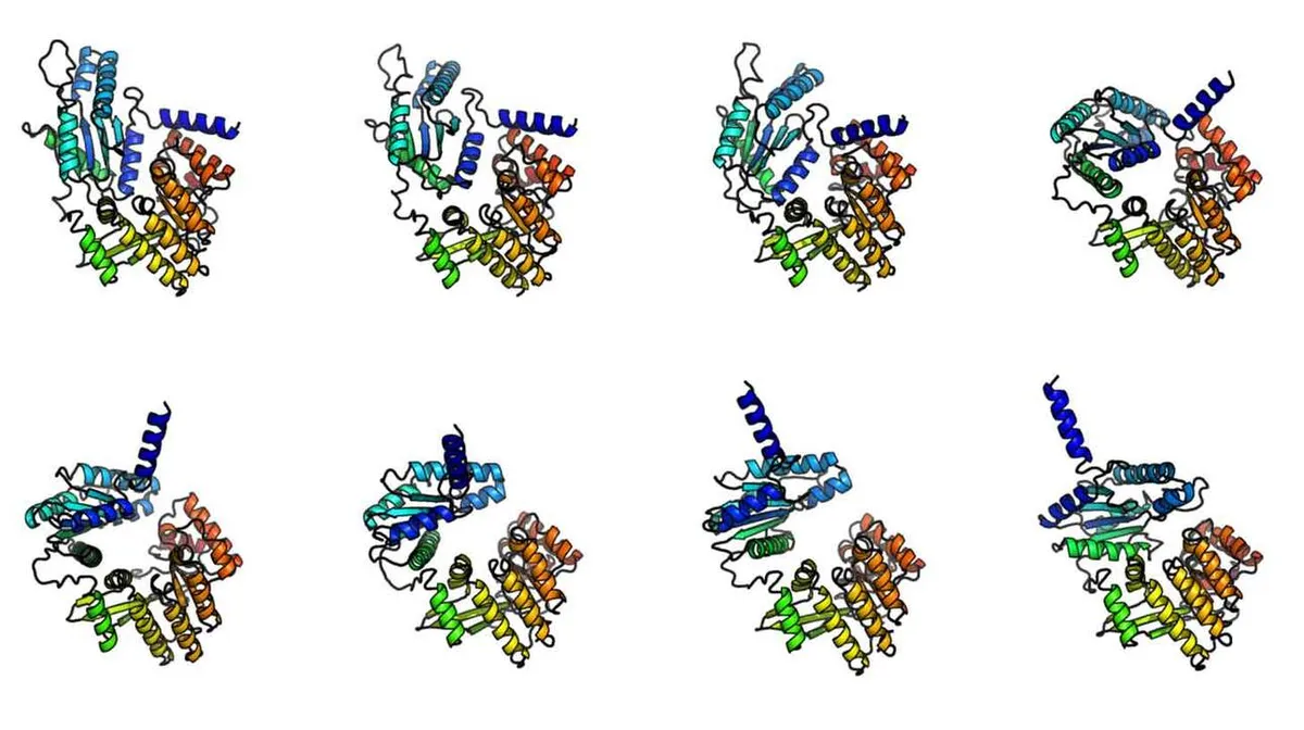 Nelja proteiinistruktuuri joonised, igaüks erineva nurga alt. Igal struktuuril on mitmevärvilised heeliksid, mis moodustavad keeruka 3D-kuju, mis sarnaneb väänatud lindiga. Struktuurid on paigutatud kahte ritta, igas reas neli joonist. Taust on valge.